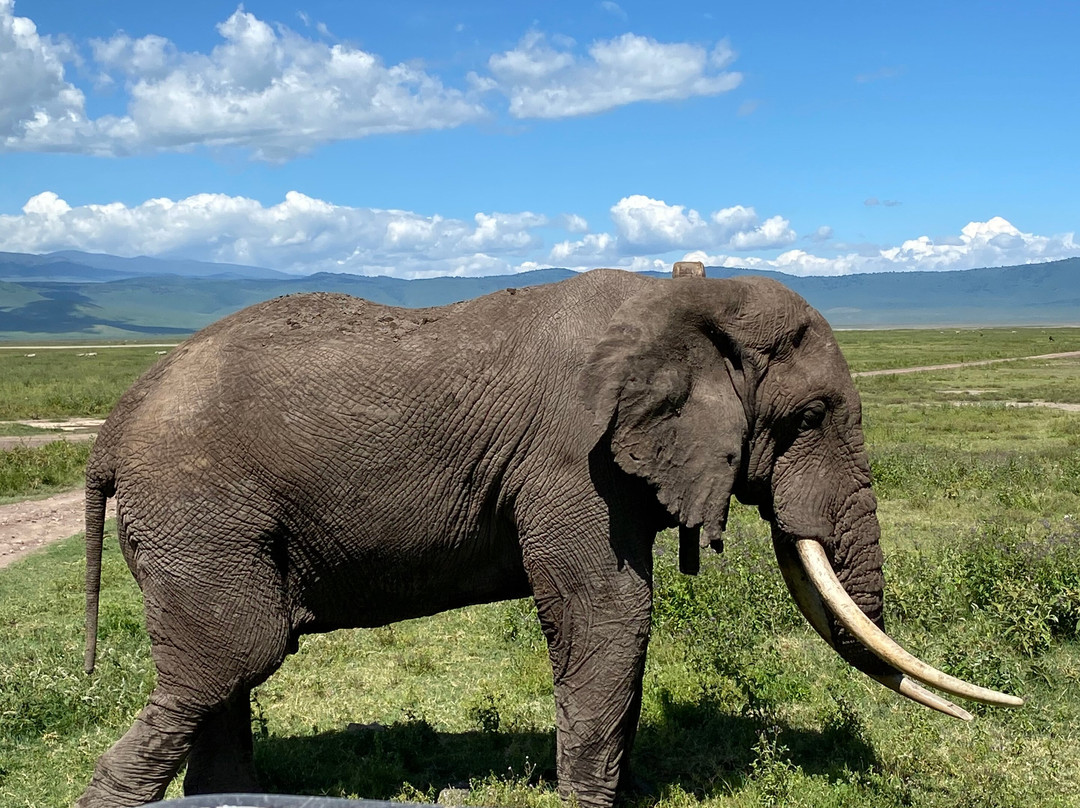 Tanzania Exploration-阿鲁沙必去景点