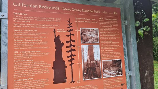 The Redwoods-Beech Forest必去景点