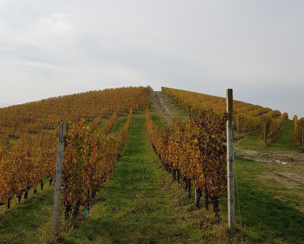 Ceretto Aziende Vitivinicole景点图片
