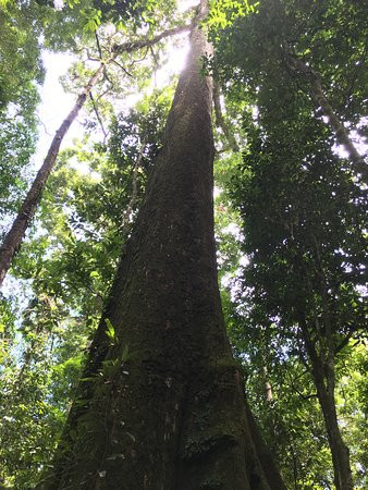 Ketambe Jungle Trekking With Alex-Ketambe必去景点