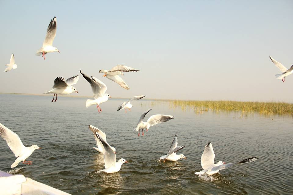 Nalsarovar旅游攻略图片