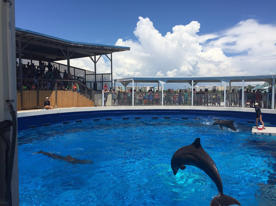 Gulfarium Marine Adventure Park景点图片