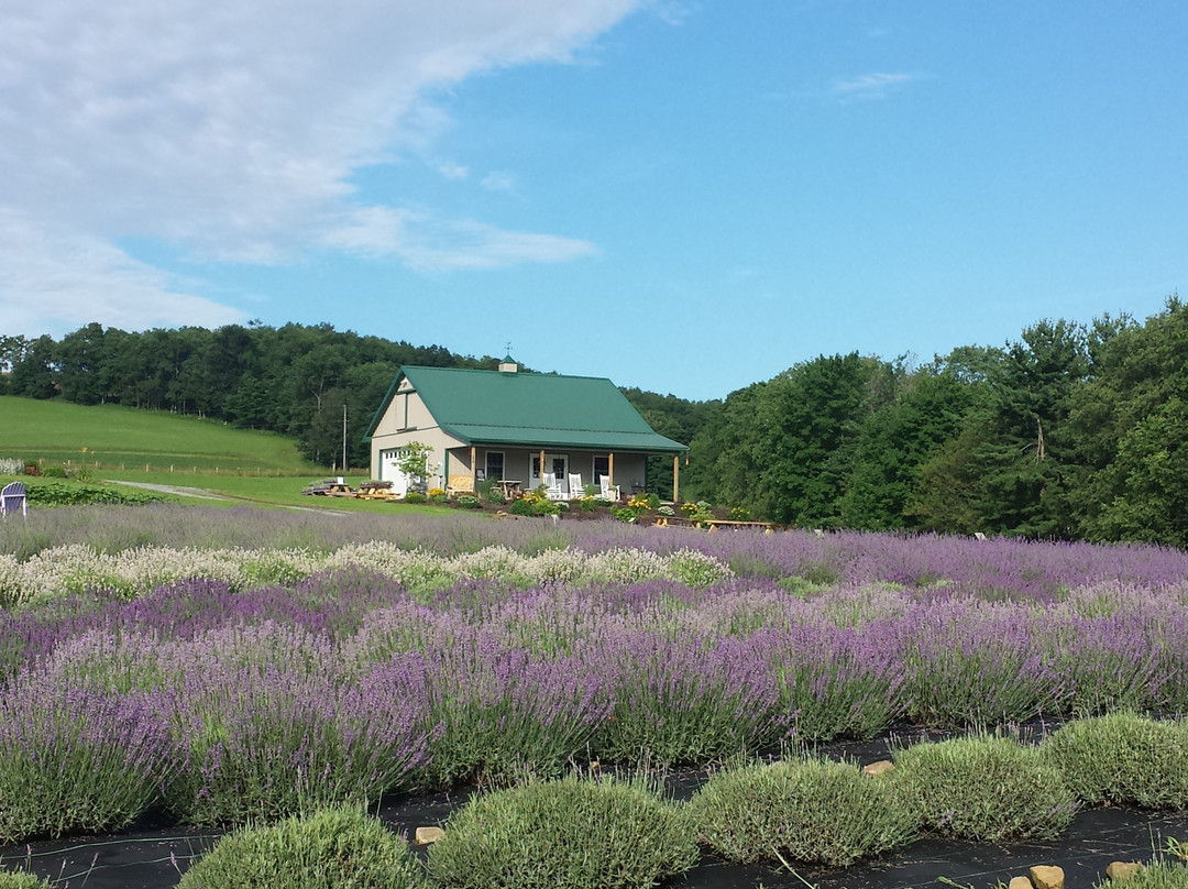 Deep Creek Lavender Farm景点图片