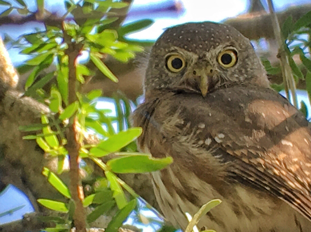 Bird Guide Cornelio-瓦图尔科必去景点