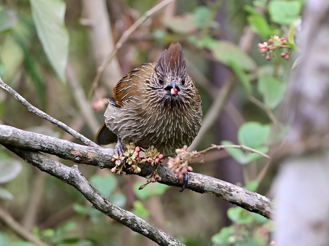 Okhrey旅游攻略图片