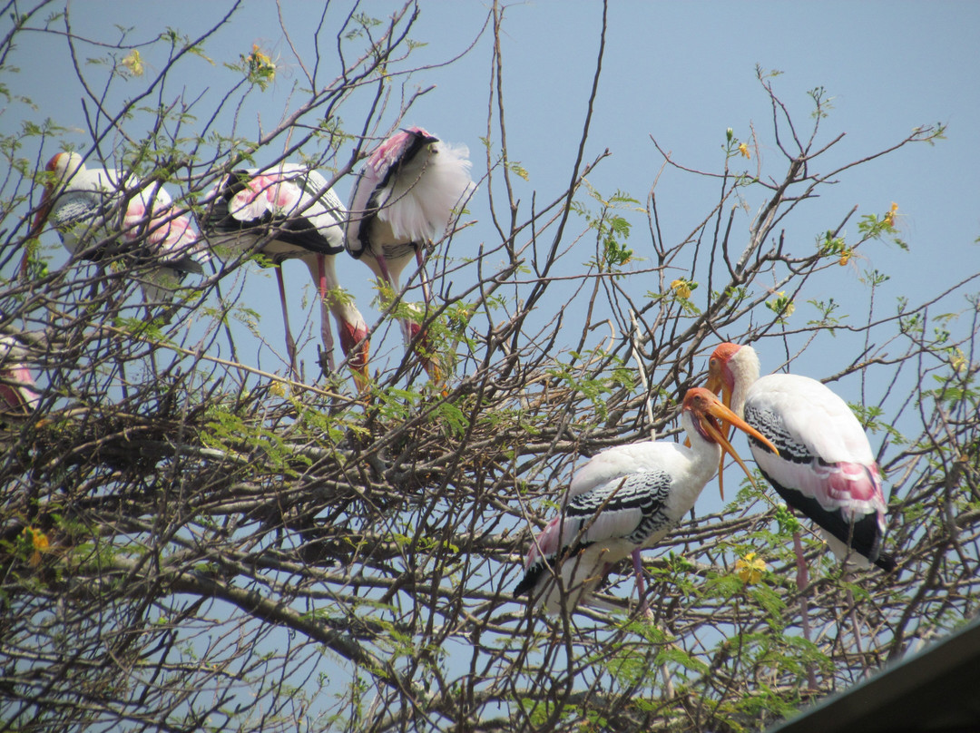 Kokrebellur Bird Sanctuary景点图片