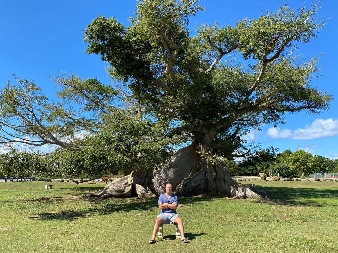 La Gran Ceiba de Vieques-维切克岛必去景点