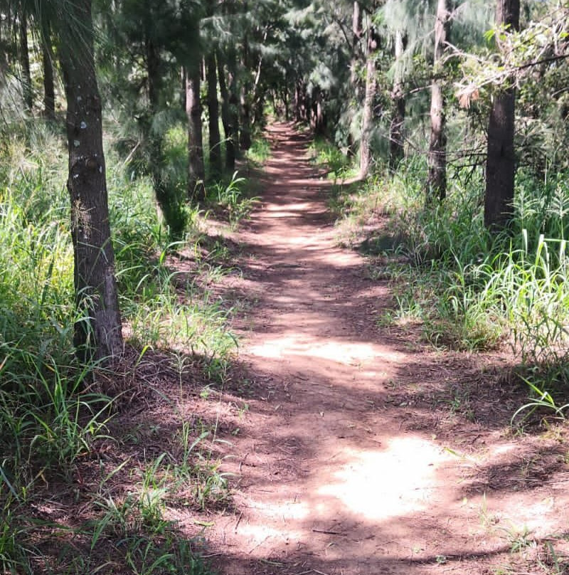 Rosemary Hill Mountain Bike Park-比勒陀利亚必去景点
