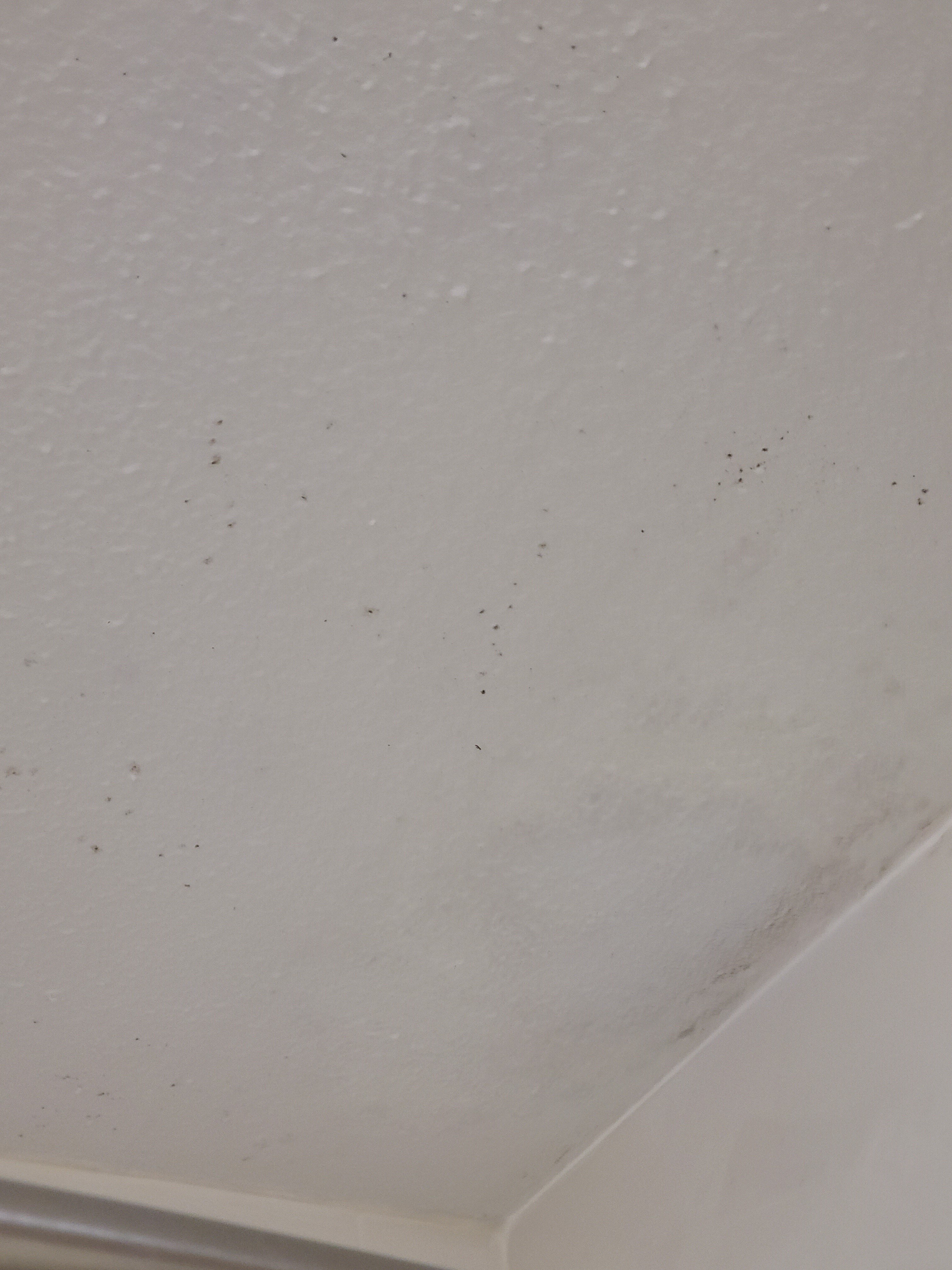 Best Western Huntsville Inn & Suites-浴室