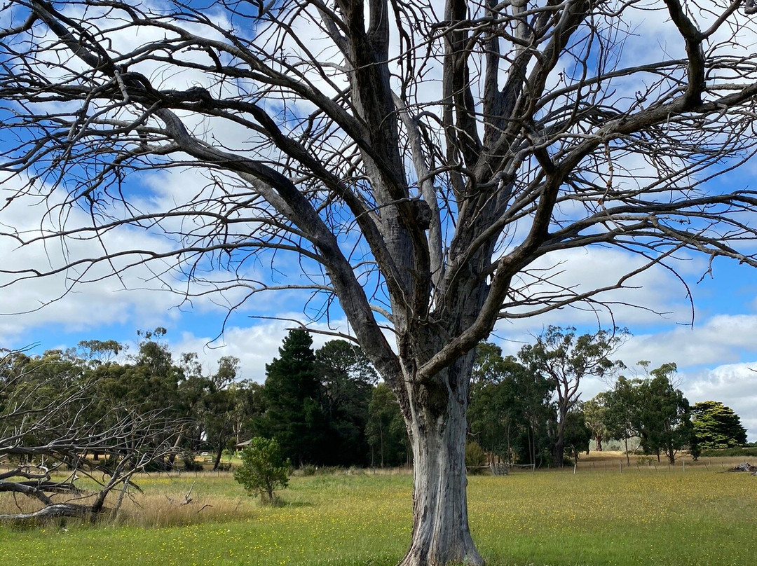 Lal Lal Falls-Lal Lal必去景点