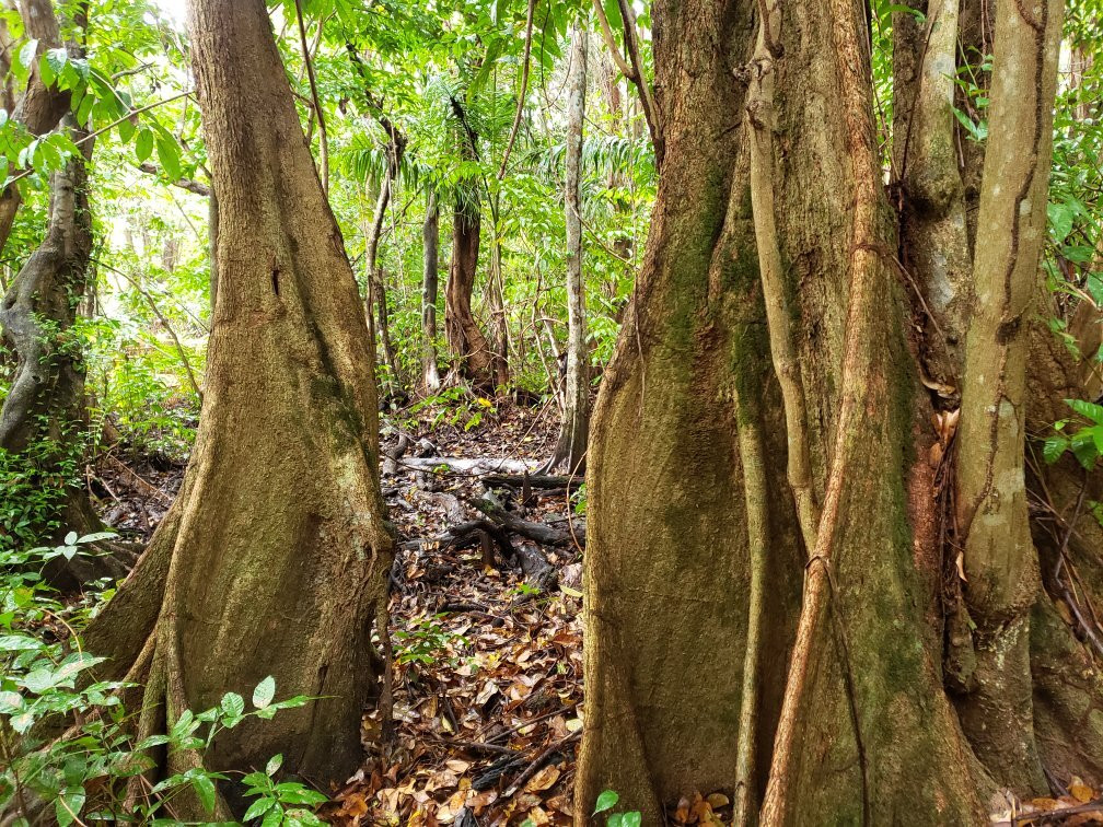 Pterocarpus Forest - Palmas del Mar景点图片