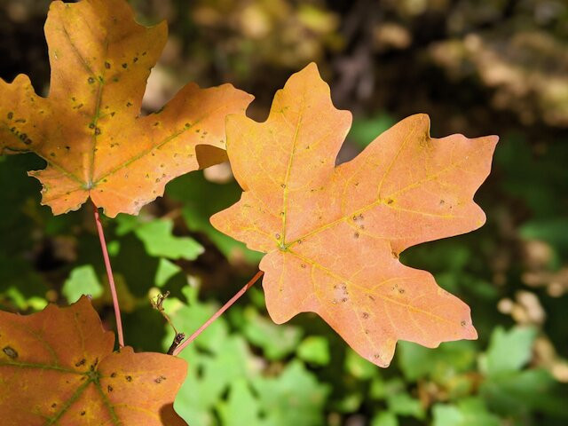 Stewart Falls-日舞必去景点