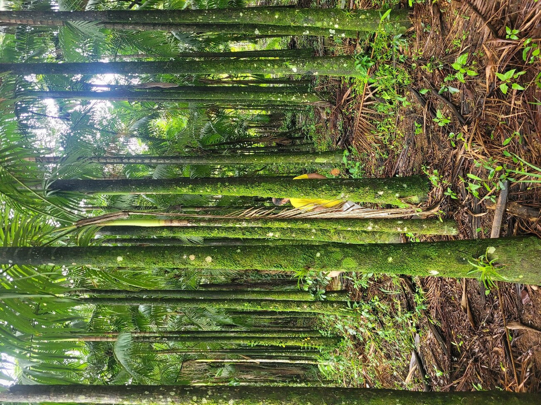 Turismo Ecológico Portal Do Mangue