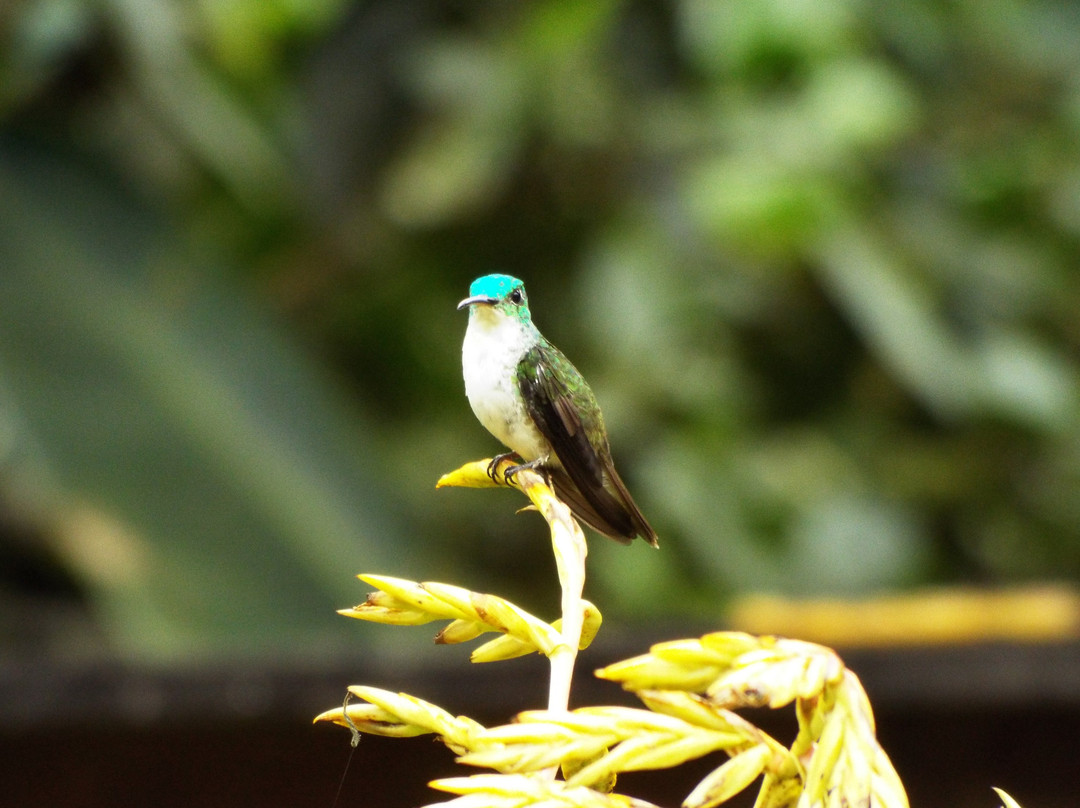 Pacha Quindi Nature Refuge-Tandayapa必去景点