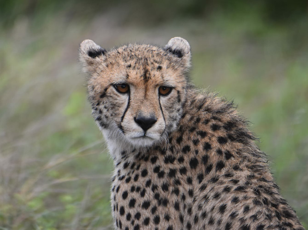Wild Photo Africa Safaris-尼斯普鲁特必去景点