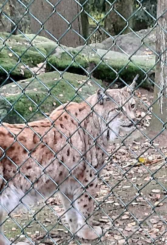 Bayerwald-Tierpark-Lohberg必去景点