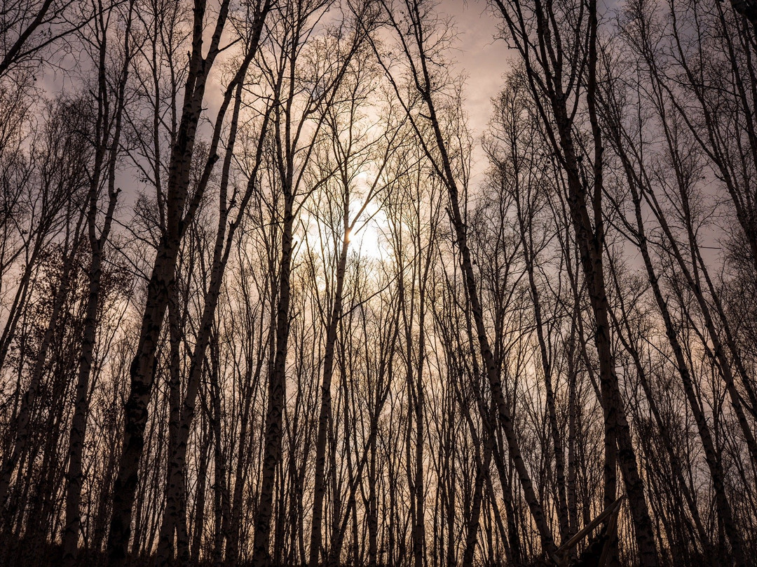 白桦林童话森林-额尔古纳市必去景点