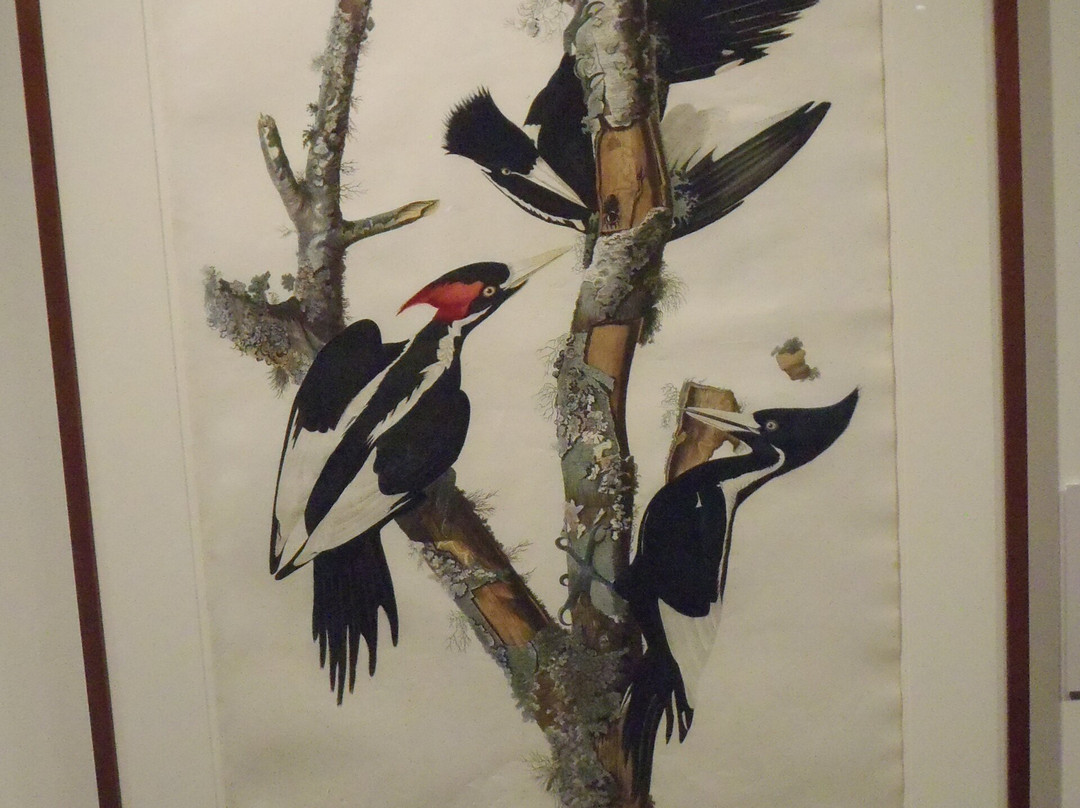 Bell Museum-圣保罗必去景点