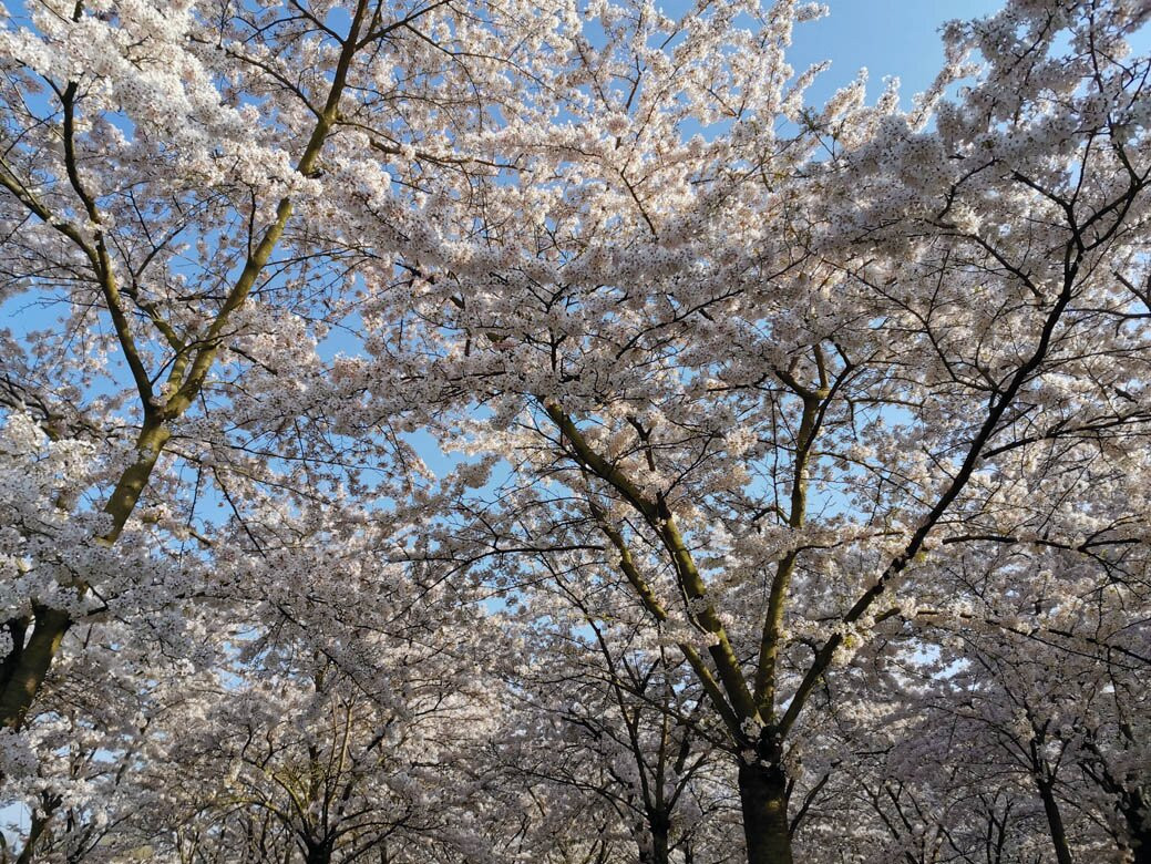 Kersenbloesempark景点图片