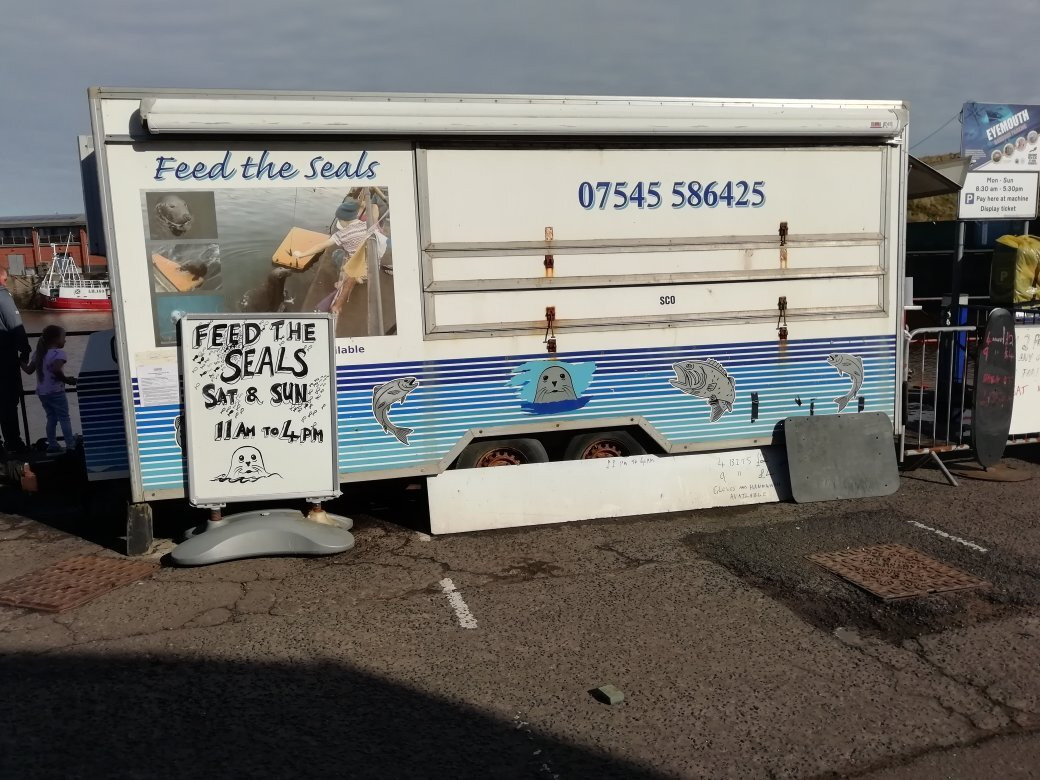 Feed The Seals At Eyemouth