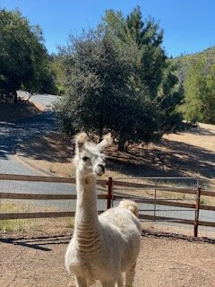 Wikiup Hummingbird Hotel主图