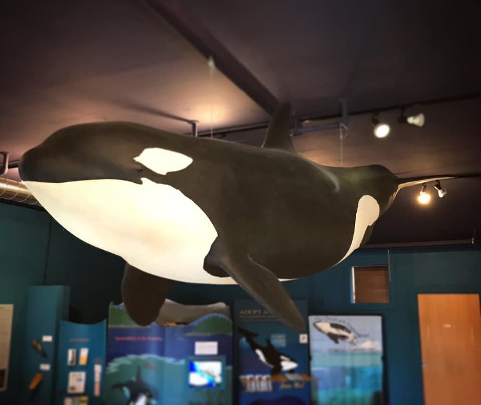 The Whale Museum景点图片