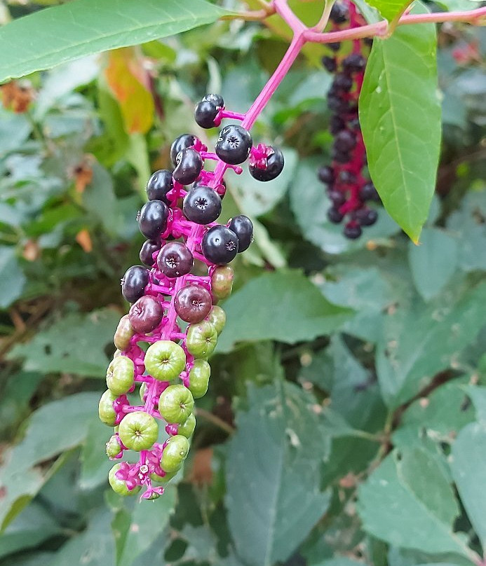 Il Giardinone景点图片