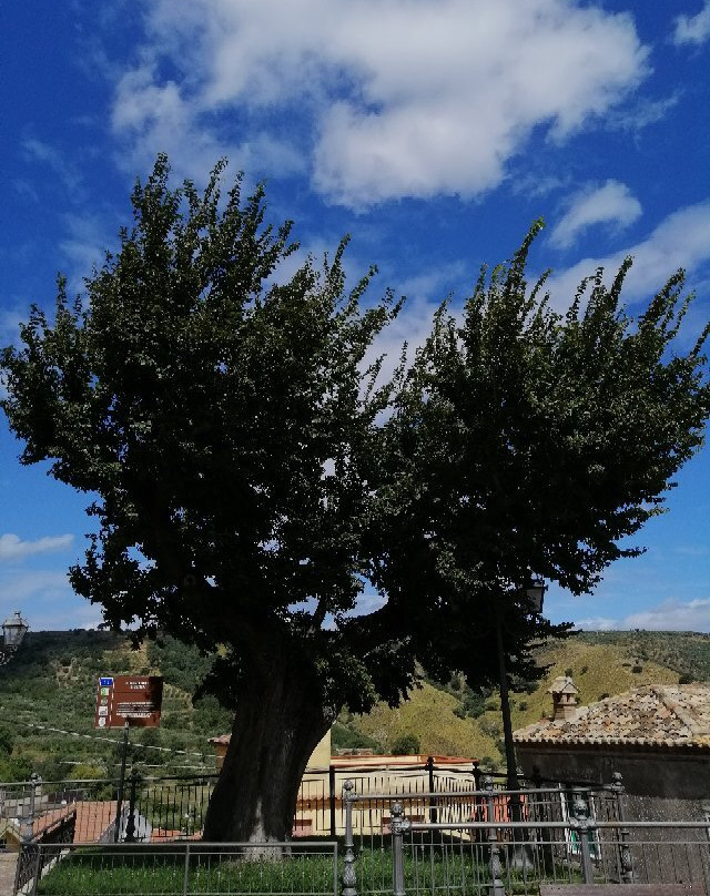 Olmo Storico Di Montepaone景点图片