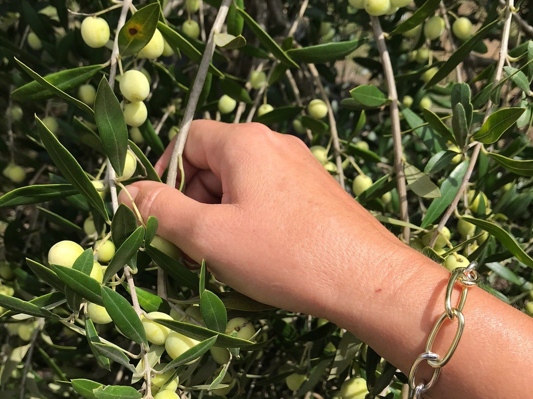 Texas Hill Country Olive Company-Dripping Springs必去景点