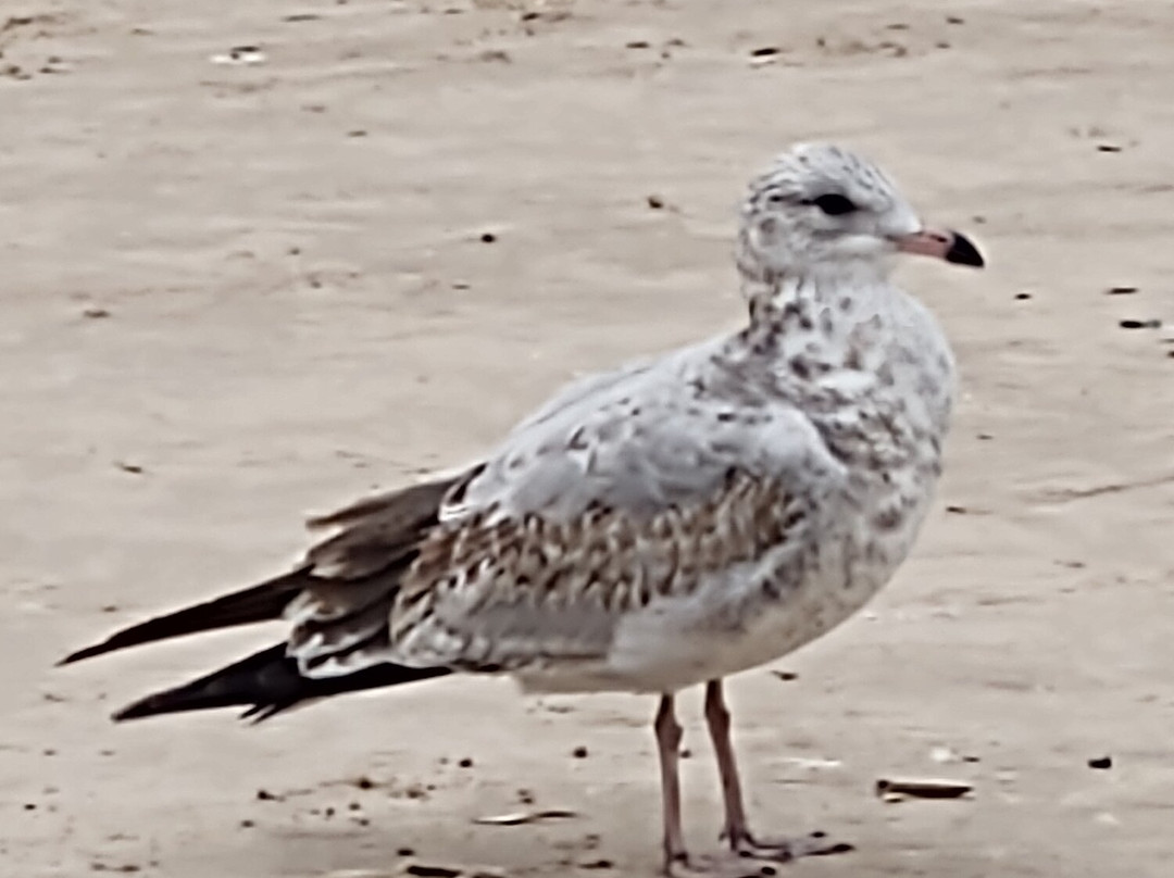 Southwick Beach State Park景点图片