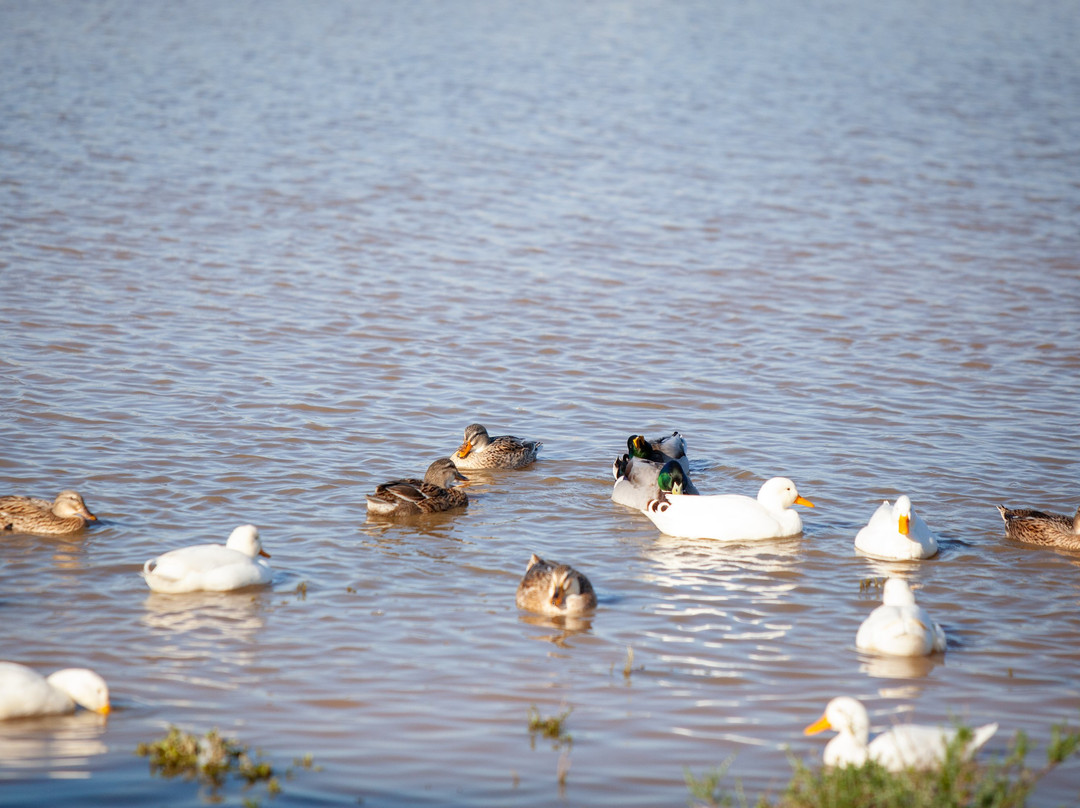 Vleidam Guest Farm主图