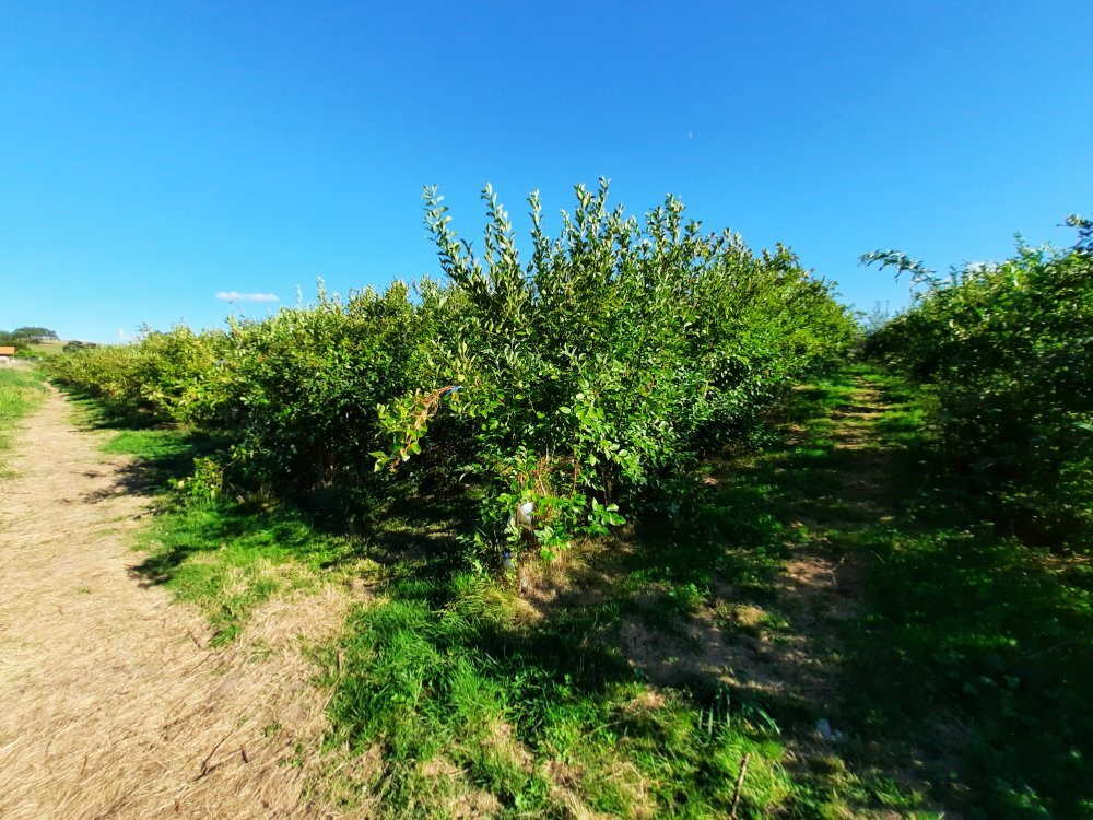 Walden Berries景点图片