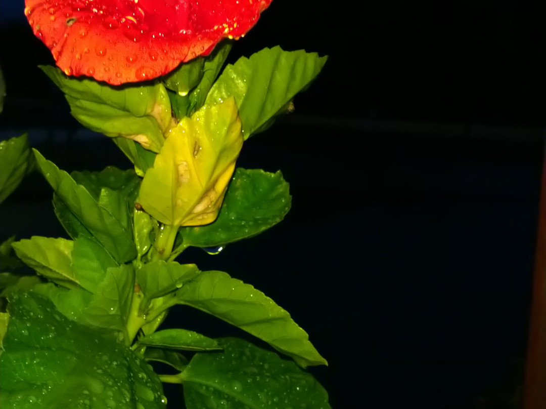 Colombaro旅游攻略图片