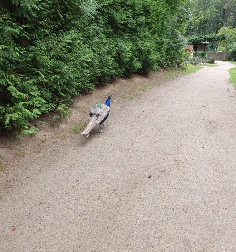 Tierpark Wolgast景点图片