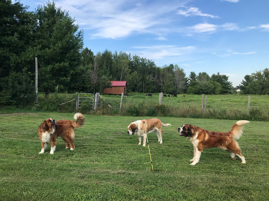 Casselodge Bed & Breakfast主图