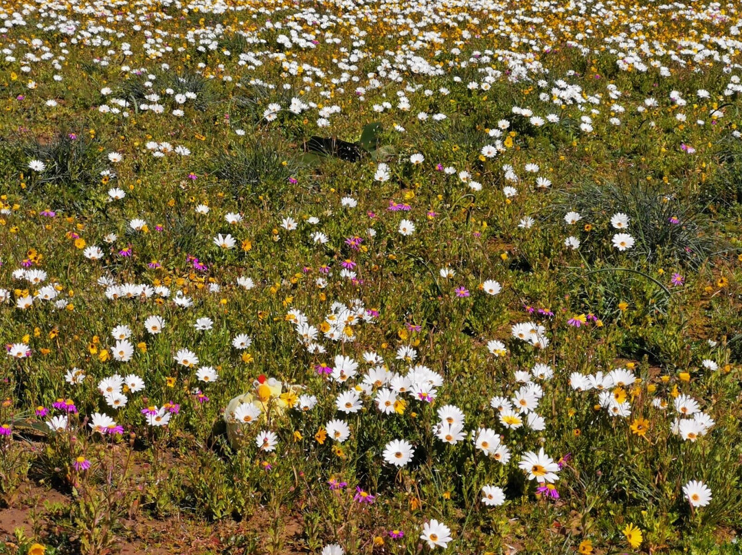 Hantam National Botanical Garden-Nieuwoudtville必去景点