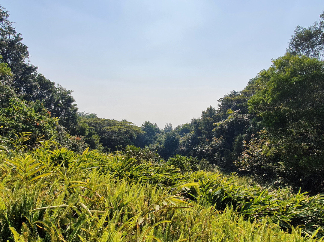 McClellands Lookout景点图片