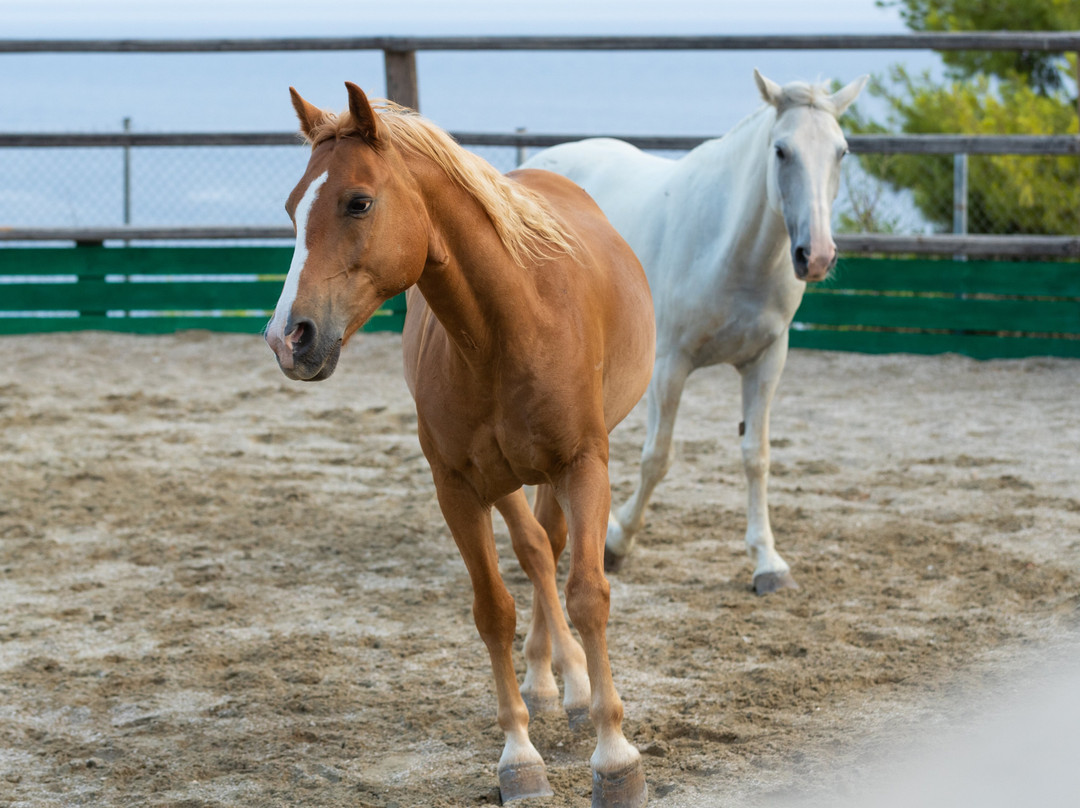Gregs Spetses Horses-斯派采必去景点