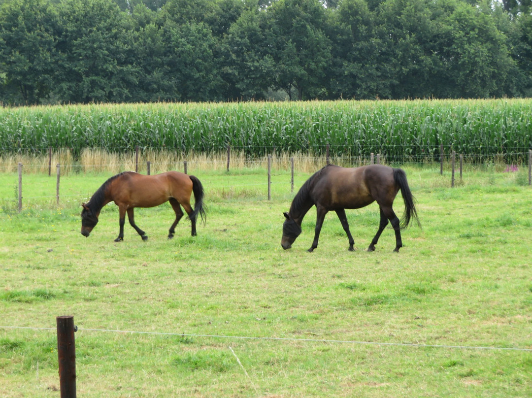 Bornem酒店住宿-B&B Villa Tartine