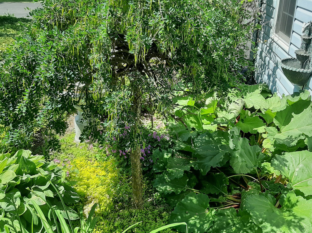 The Boston T B & B主图