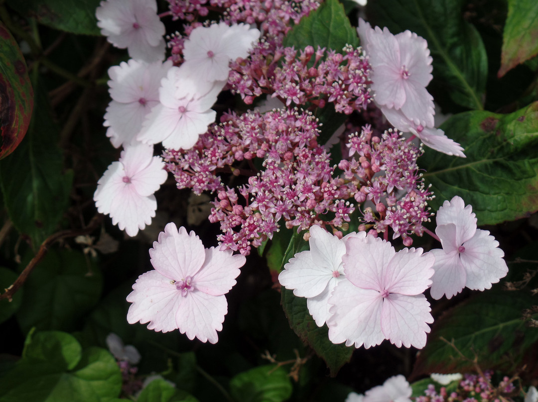 Derby Hydrangeas-德比必去景点