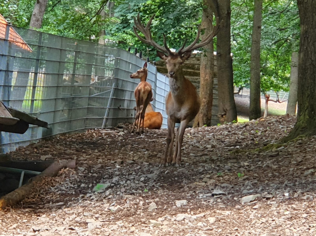 Wildpark Christianental景点图片