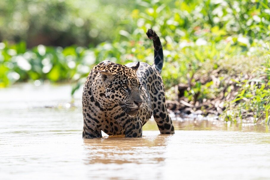 Wild Jaguar Safaris景点图片