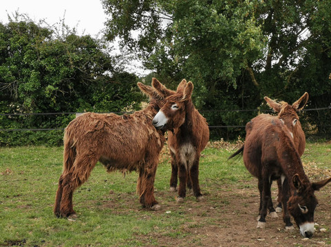 Parc Du Coq à l'Âne-Saint-Georges-de-Rex必去景点
