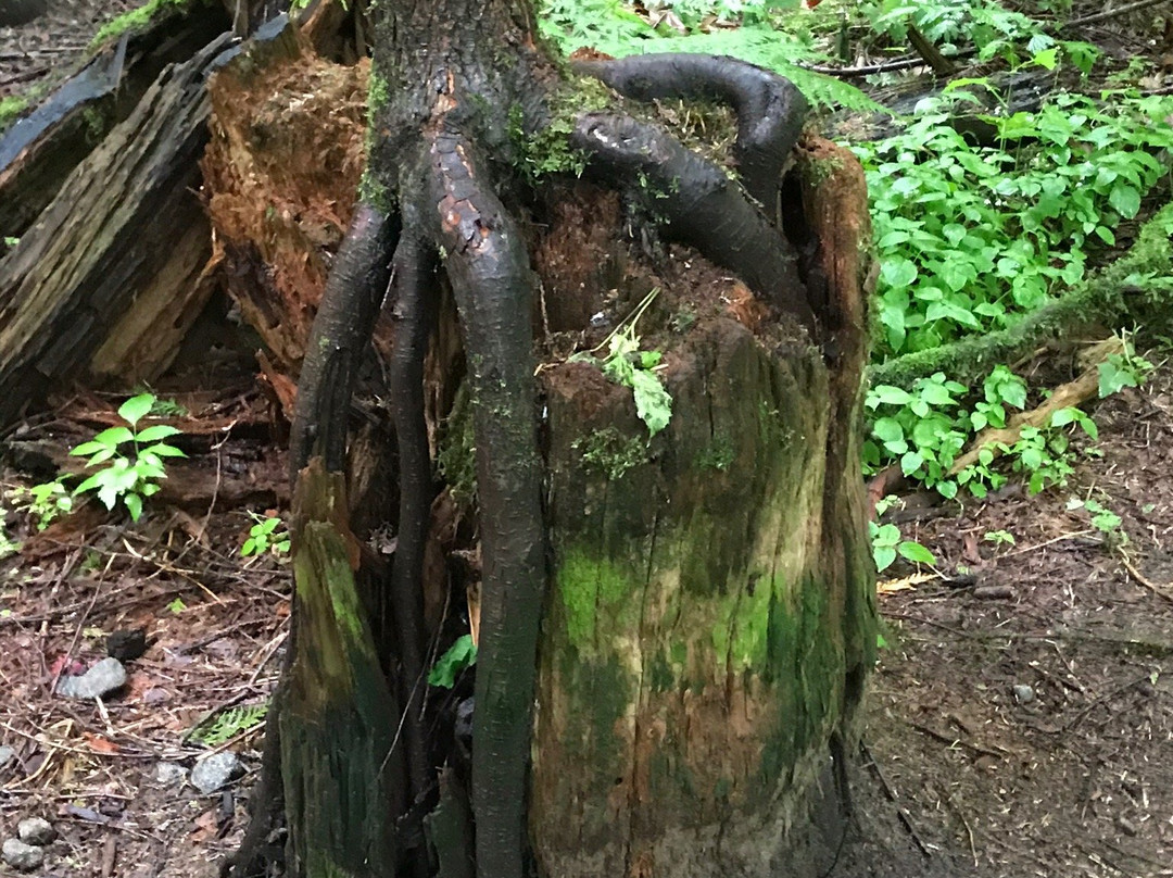 Flood Falls-霍普必去景点