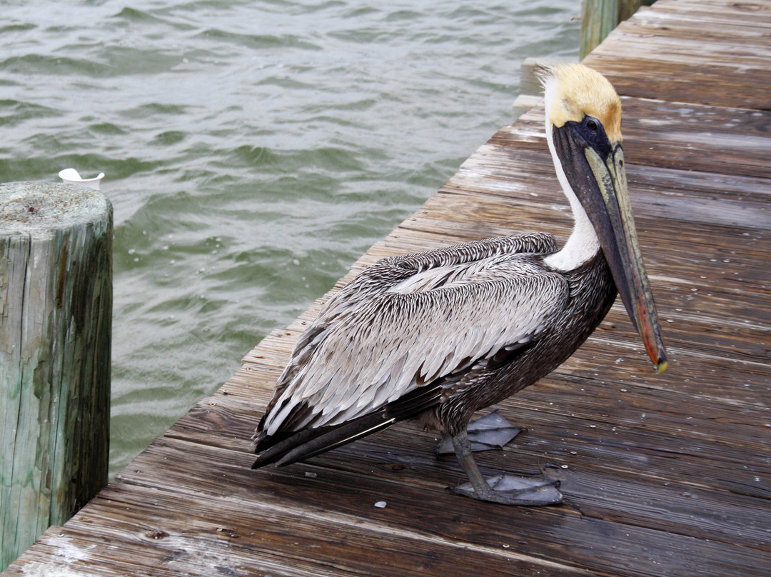 Bokeelia Fishing Pier-Bokeelia必去景点