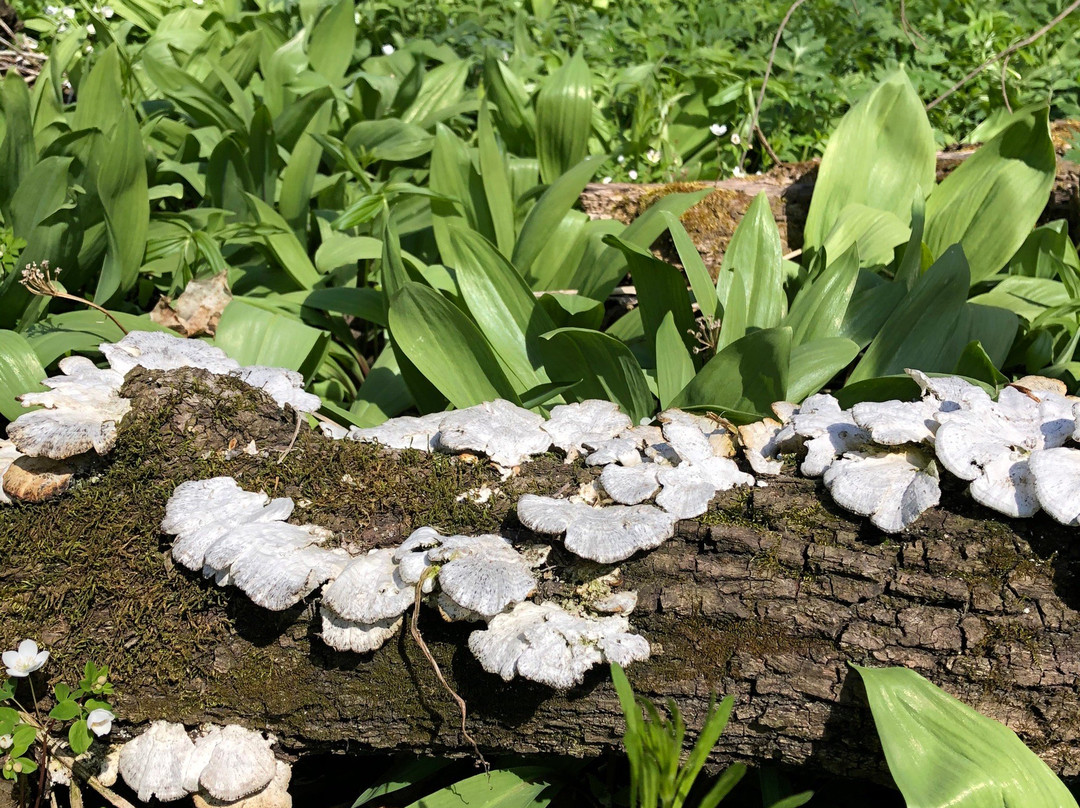 Carley State Park-Altura必去景点