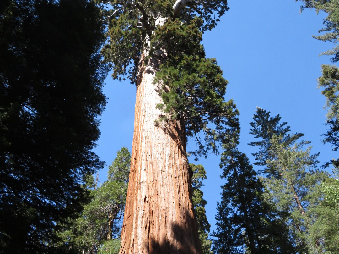 General Grant Tree Trail-红杉&国王峡谷国家公园必去景点