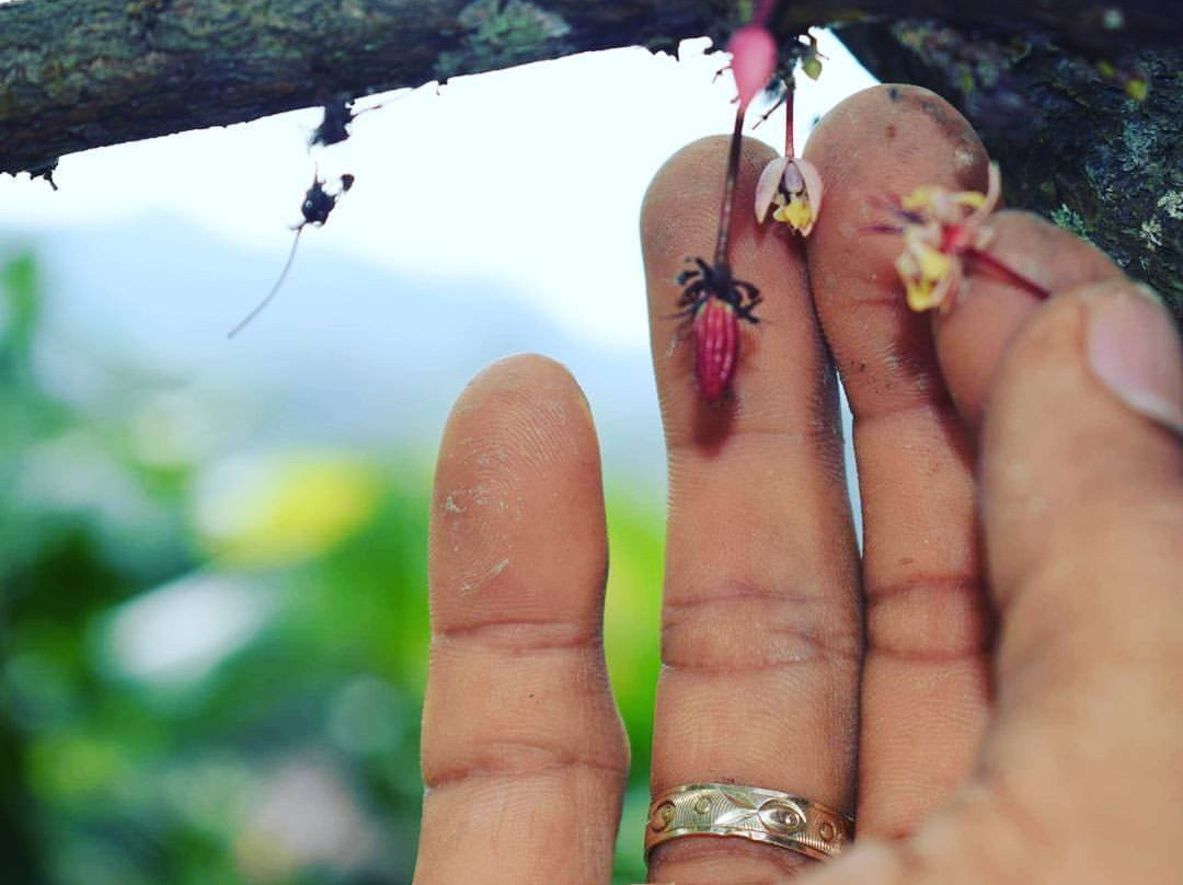 Origen Cacao-Barbosa必去景点