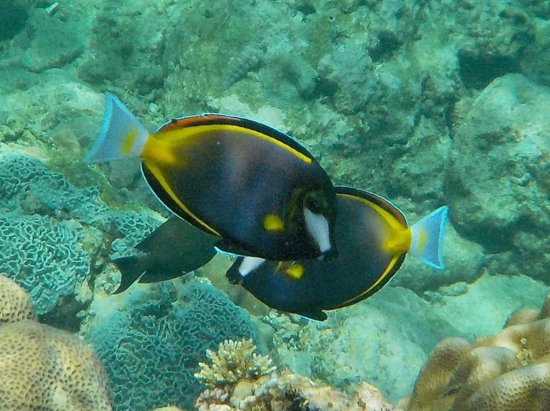 Long Beach-葡多咖蕾拉必去景点